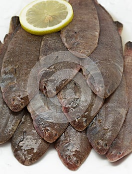 Close up of fresh small sole fishes on dish