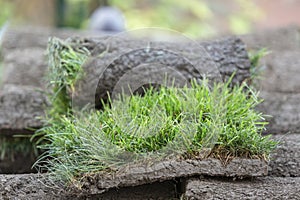 Close up of fresh sod turf grass rolls, ready for laying in new lawn. Natural grass installation