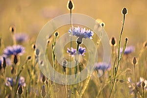 close up of fresh spring cornflowers in a field backlit by the rising sun june and cornflower in the field on a sunnny spring