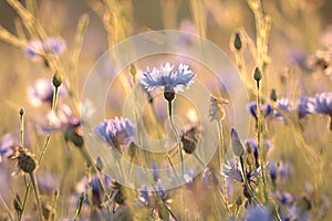 close up of fresh spring cornflowers in a field backlit by the rising sun june and cornflower in the field on a sunnny spring