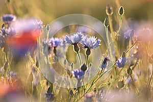 close up of fresh spring cornflowers in a field backlit by the rising sun june poland cornflower on sunnny morning