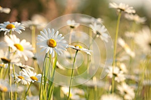 close up of fresh spring daisies growing on a meadow backlit by the rising sun may poland daisy on the meadow on a spring morning