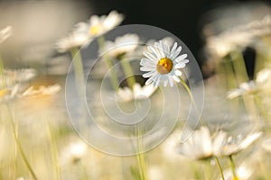 close up of fresh spring daisies growing on a meadow backlit by the rising sun may poland daisy on the meadow on a spring morning