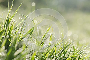 close up fresh spring green grass with bokeh dew drop and sunlight background