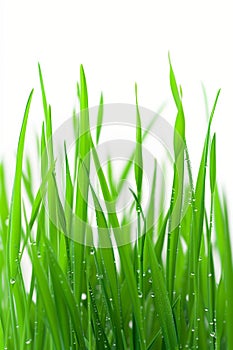 Close up, fresh spring green grass isolated on white. Vertical shot