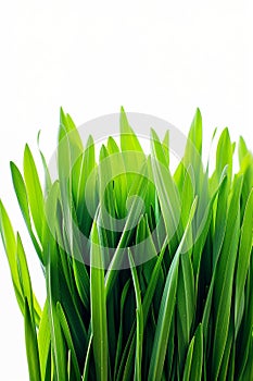 Close up, fresh spring green grass isolated on white. Vertical shot