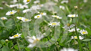 Close up of fresh spring green grass. Meadow with daisies. Dynamic hand shot
