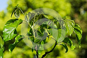 Close-up of fresh spring green leaves Hovenia dulcis, known as Japanese or Oriental Raisin tree in Arboretum Park