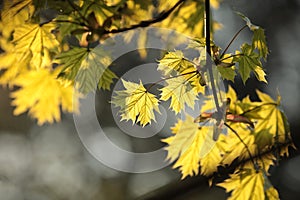 close up of fresh spring green maple leaves in the forest lit morning sun may poland lush springtime foliage on a tree branch