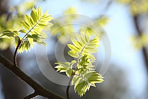close up of fresh spring green rowan berry leaves in the forest lit morning sun may poland lush springtime foliage on a tree
