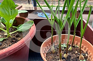 Close up of fresh spring onions growing in community allotment garden in HDB heartland. This residential urban farm is popular