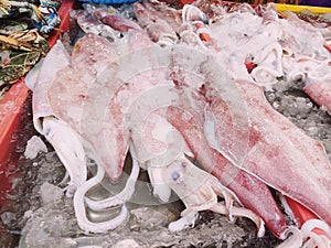 Close up of fresh squid on ice in the market.