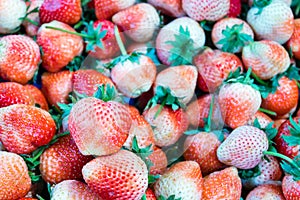 Close up of fresh strawberry fruit