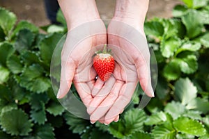 Fresh strawberry fruits on beautiful woman hand at outdoor garden