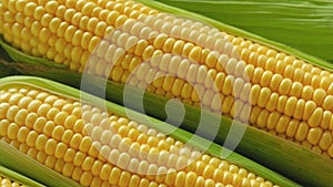 Close up of fresh sweet corn on the cob. Rotating background of sweet corn kernels