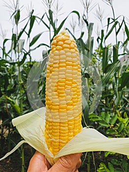 Close up fresh sweet corn with corn field background