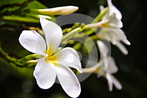 Fresh sweet white plumeria rubra blooming  frangipani  and bud flowers in garden on leaves background
