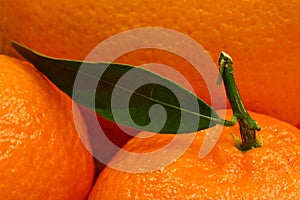 Close up of fresh tangerine