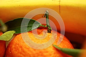 Close up fresh tangerines and bananas