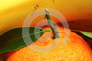 Close up fresh tangerines and bananas