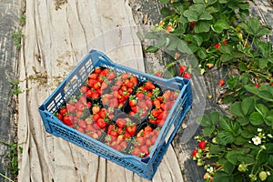 Close up of fresh tasty strawberries inside big basket