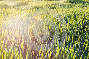 Close up of fresh thick grass