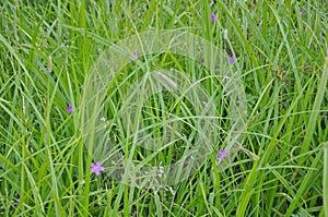 Close up of fresh thick grass