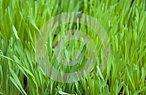 Close up of fresh thick grass