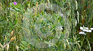 Close-up of fresh thick grass in a field, oats and mouse peas