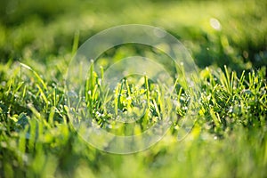 Close up of fresh thick grass with water drops in the early morning