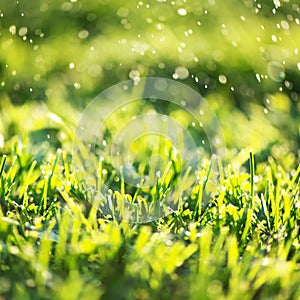 Close up of fresh thick grass with water drops in the early morning