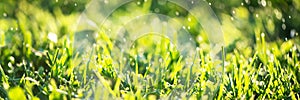 Close up of fresh thick grass with water drops in the early morning