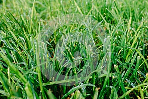 Close up of fresh thick grass with water drops in the early morning. Closeup of lush uncut green grass with drops of dew