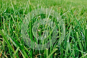 Close up of fresh thick grass with water drops in the early morning. Closeup of lush uncut green grass with drops of dew