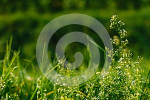 Close up of fresh thick grass with water drops in the early morning. Closeup of lush uncut green grass with drops of dew