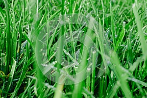 Close up of fresh thick grass with water drops in the early morning. Closeup of lush uncut green grass with drops of dew