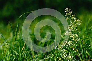 Close up of fresh thick grass with water drops in the early morning. Closeup of lush uncut green grass with drops of dew