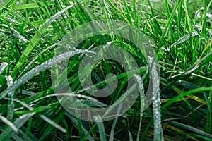 Close up of fresh thick grass with water drops in the early morning. Closeup of lush uncut green grass with drops of dew