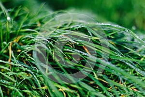 Close up of fresh thick grass with water drops in the early morning. Closeup of lush uncut green grass with drops of dew