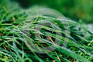 Close up of fresh thick grass with water drops in the early morning. Closeup of lush uncut green grass with drops of dew