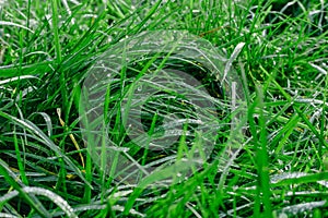 Close up of fresh thick grass with water drops in the early morning. Closeup of lush uncut green grass with drops of dew