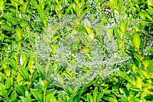 Close up of fresh thick green grass with dew drops early in the morning. Background of water drops on plants. Wet grass after rain