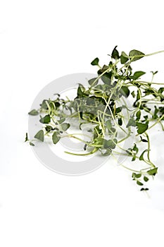 Close up of fresh thyme