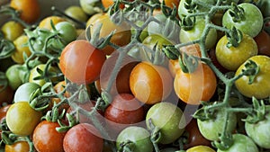 Close up of Fresh tomato vegatable for food backgrounds