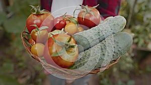 Close-up of fresh tomatoes and cucumbers with water drops on them in sunlight.