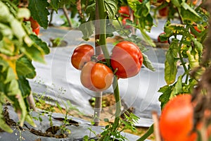 Close-up of fresh tomatoes grown in a rural field