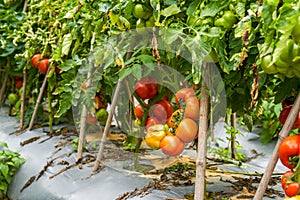 Close-up of fresh tomatoes grown in a rural field