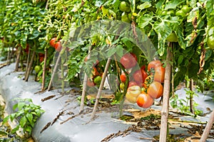 Close-up of fresh tomatoes grown in a rural field