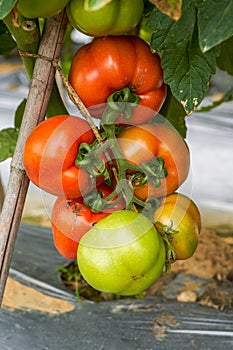 Close-up of fresh tomatoes grown in a rural field