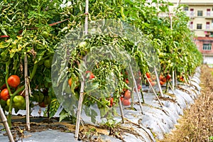 Close-up of fresh tomatoes grown in a rural field